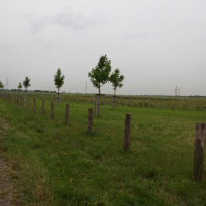 Eingezäunte Grünfläche mit neu gepflanzen Bäumen