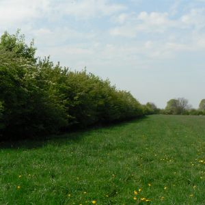 Wiese mit hohen Sträuchern 